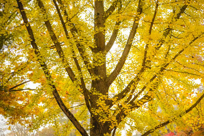  Ginkgo Baum im Herbst