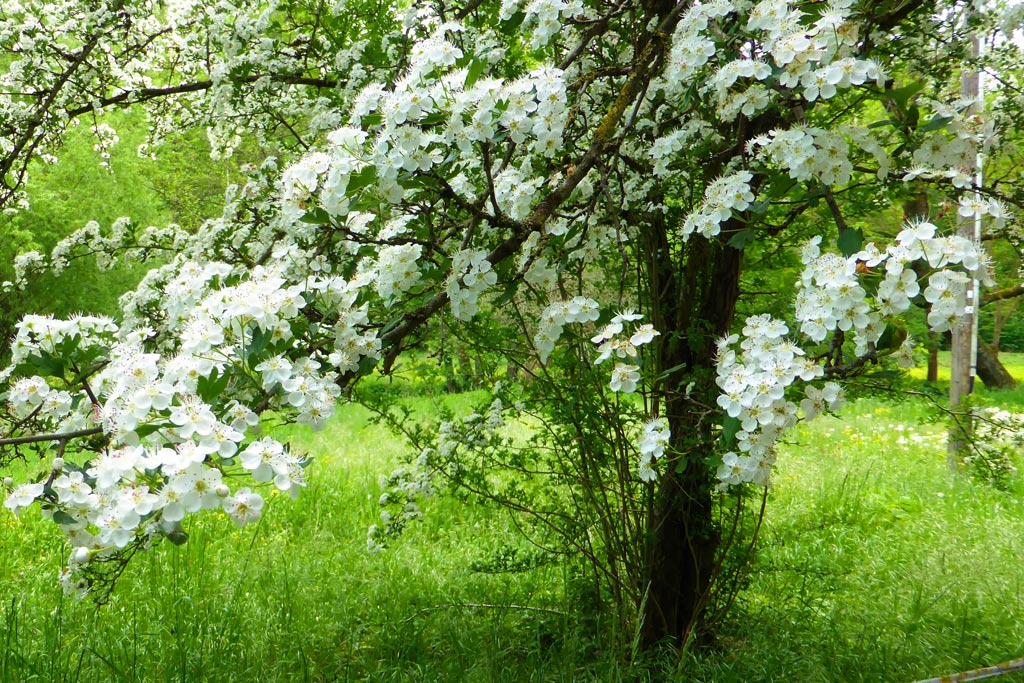 Weißdorn im Frühjahr (Blüte)